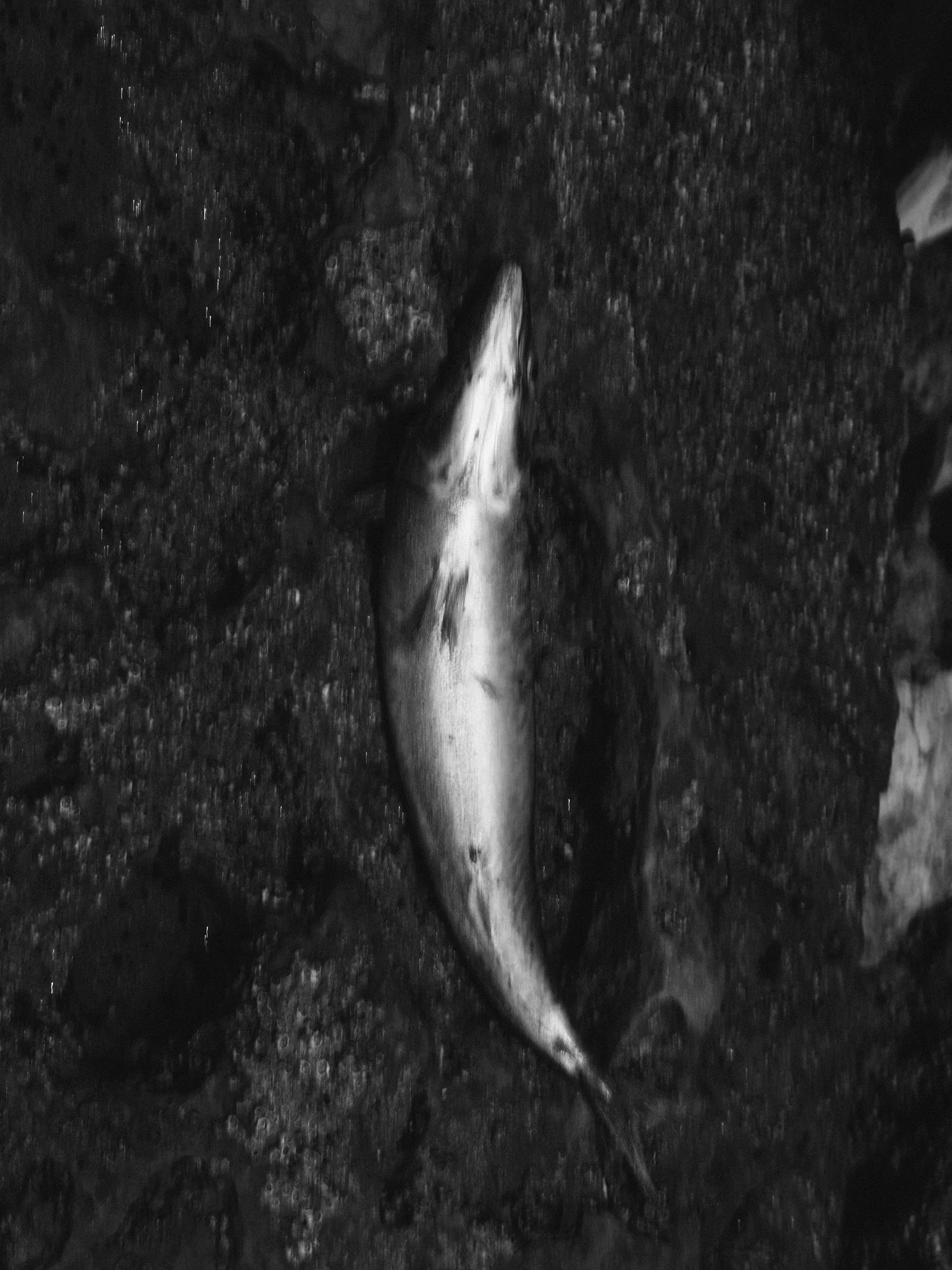 UNSALTED

a dance with the waves