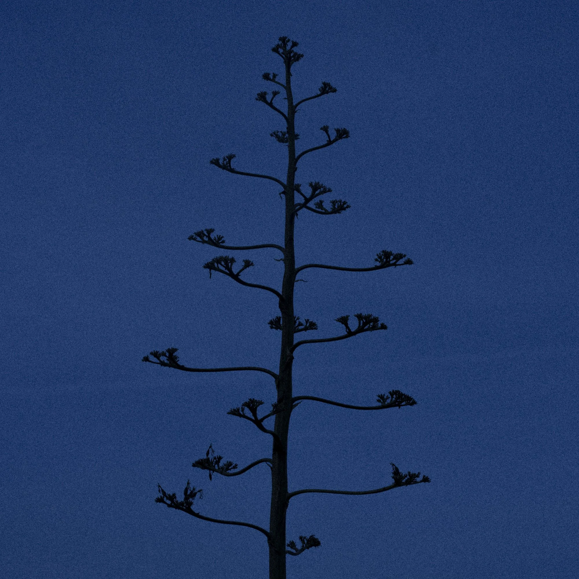 AGAVE AMERICANA.jpg