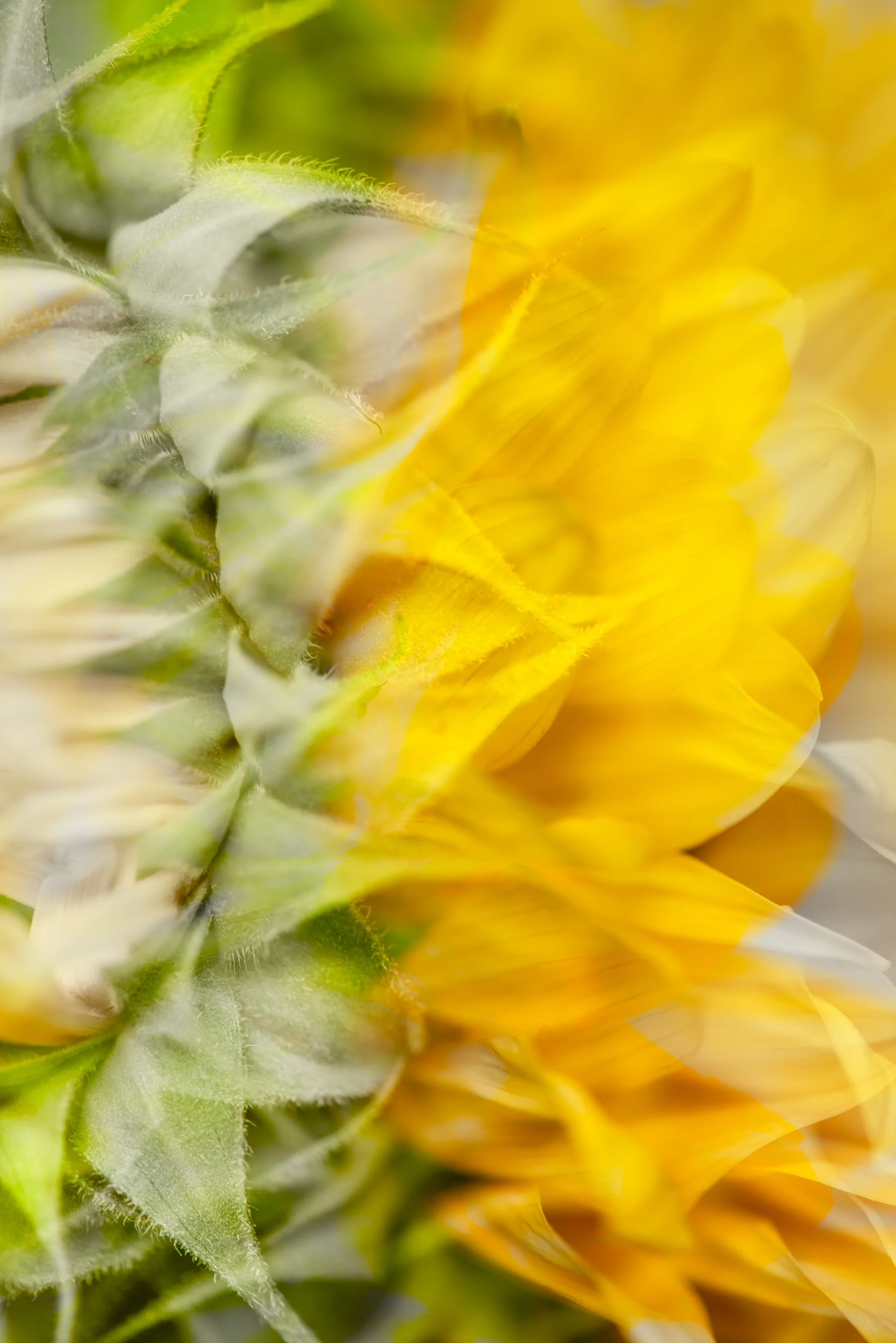 Flowers ME_03_130925.jpg