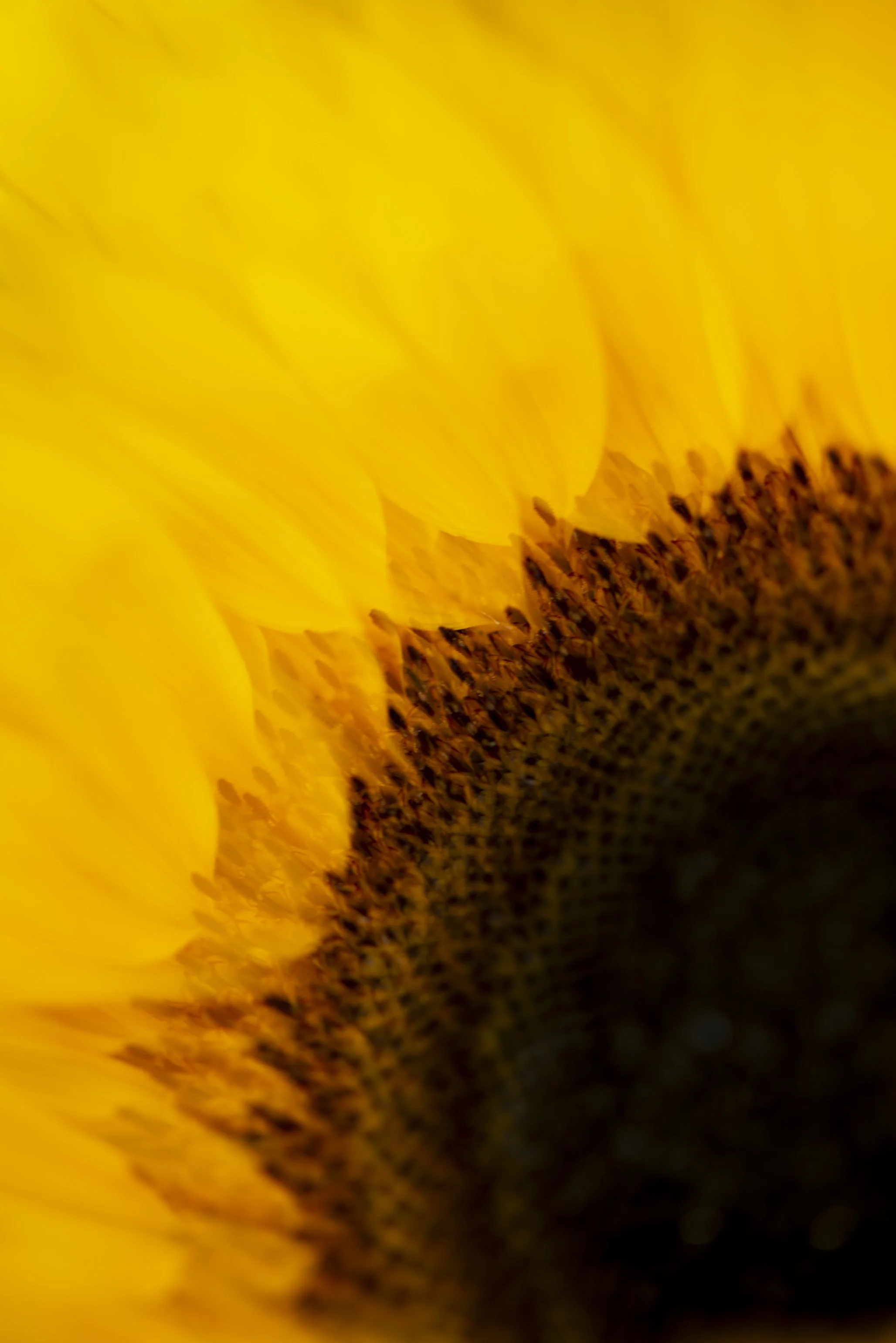 Flowers ME_10_050925-2.jpg