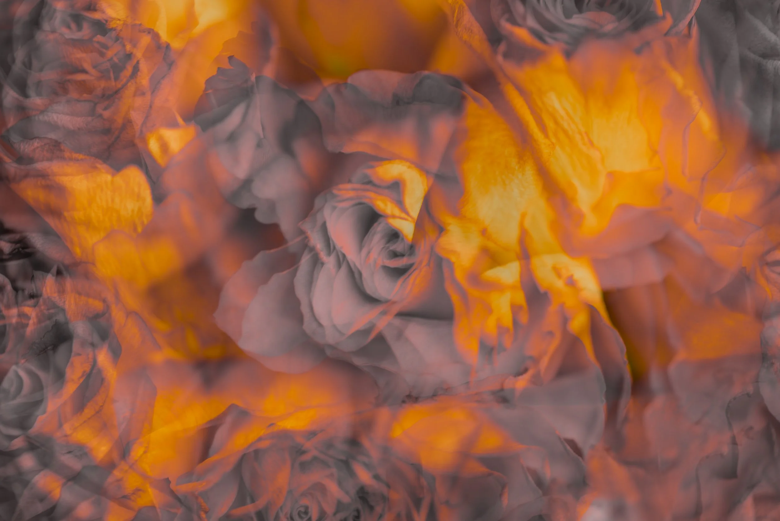 Flowers ME_2_300825_.jpg