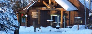 Winter+lodge+deer.jpg