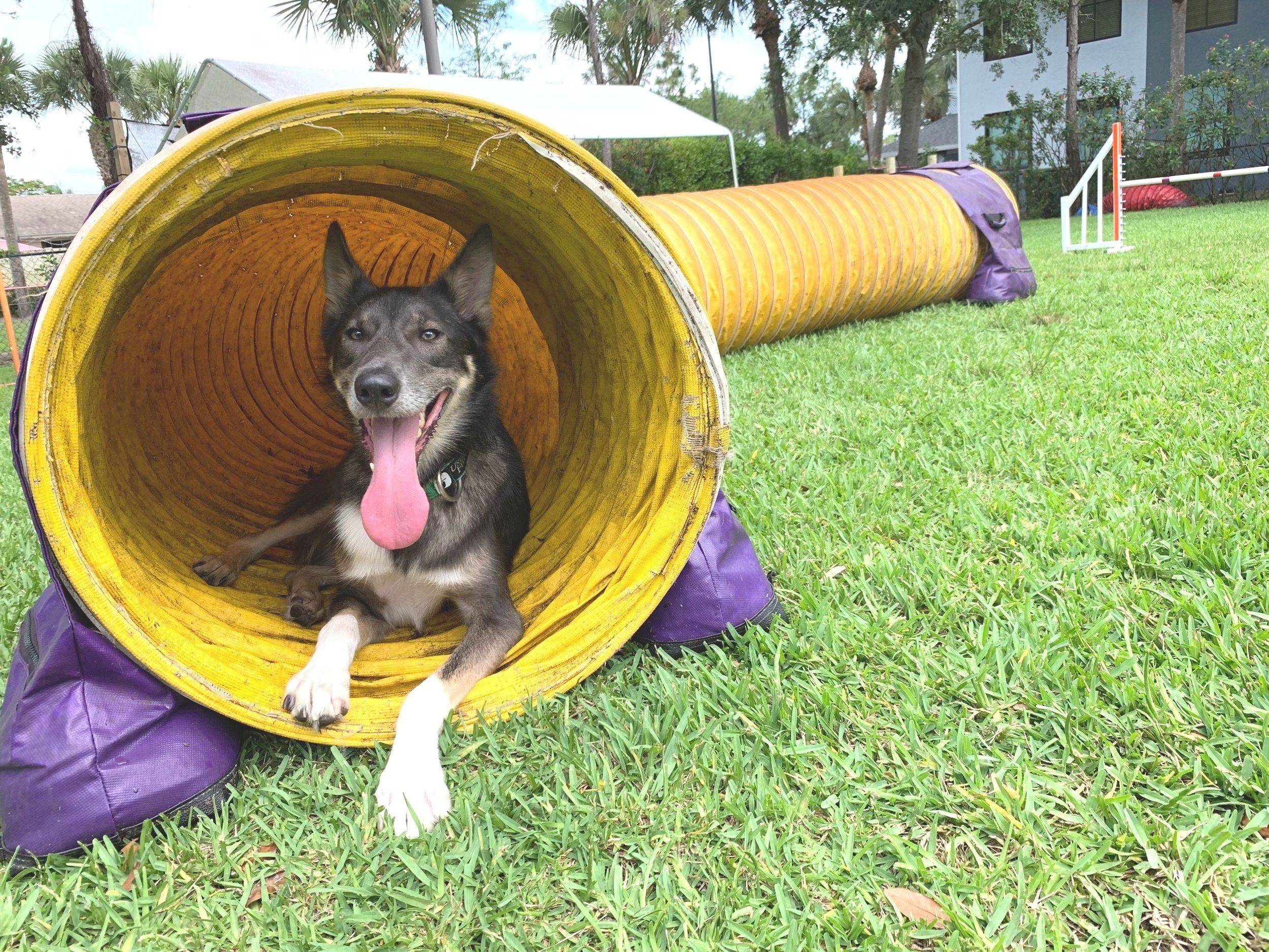 Grinder Agility Tunnel.jpg