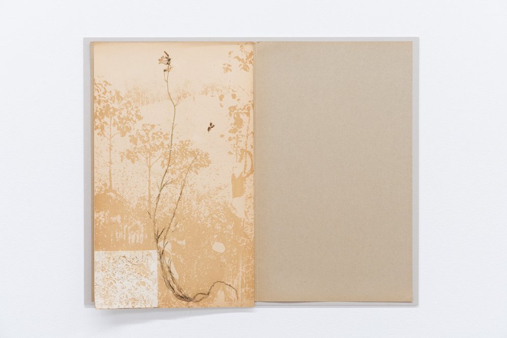  TJ Shin,  Breath of Preservation (Panama Canal 1) , 2023. Herbarium sheet with specimens in the Asteraceae and Rubiaceae family, fungicides, pesticides, smoke, linen, envelope, 16 x 20 inches. Courtesy of the artist. Photo: Nando Alvarez-Perez. 