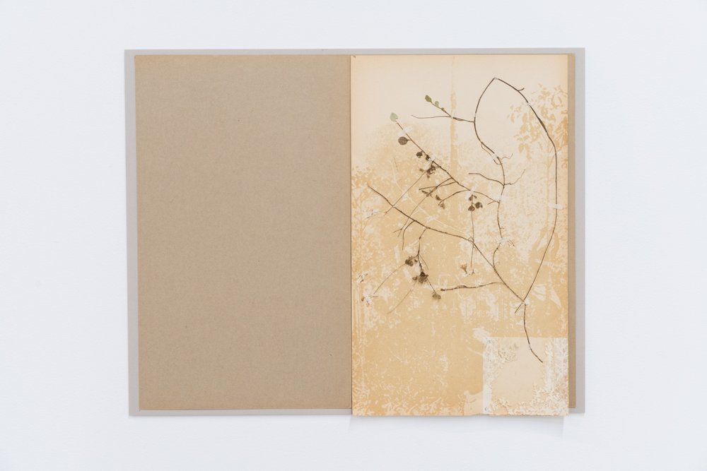  TJ Shin,  Breath of Preservation (Coolie Barker 1) , 2023. Herbarium sheet with specimens in the Asteraceae and Rubiaceae family, fungicides, pesticides, smoke, linen, envelope, 16 x 20 inches. Courtesy of the artist. Photo: Nando Alvarez-Perez. 