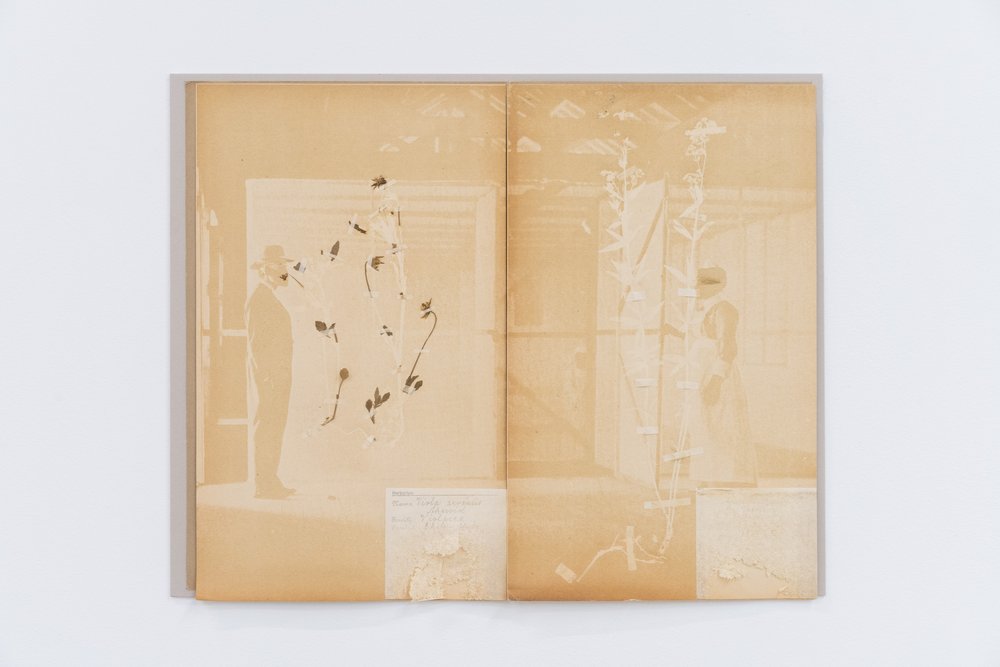  TJ Shin,  Breath of Preservation (Standard Colored Barracks) , 2023. Herbarium sheet with specimens in the Asteraceae and Rubiaceae family, fungicides, pesticides, smoke, linen, envelope, 16 x 20 inches. Courtesy of the artist. Photo: Nando Alvarez-