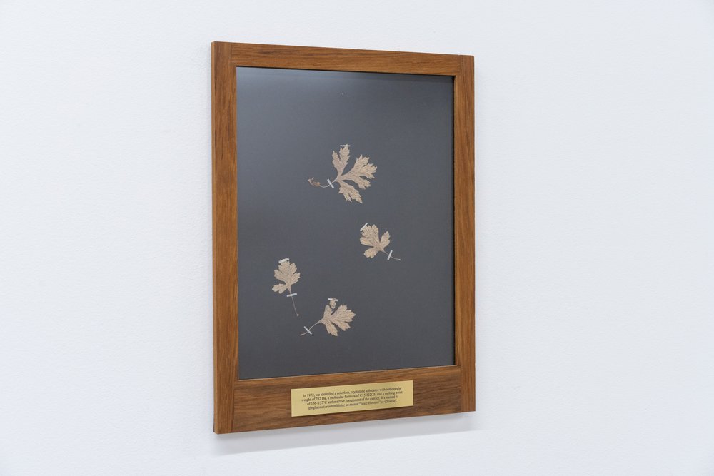  TJ Shin,  Mourning Portrait 1,  2022. Preserved transfected mugwort with artist’s DNA, etched plaque, wood, 13 x 17 inches. Courtesy of the artist. Photo: Nando Alvarez-Perez. 