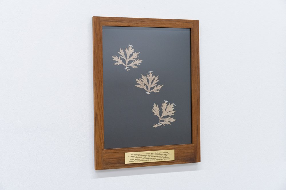 TJ Shin,  Mourning Portrait 2,  2022. Preserved transfected mugwort with artist’s DNA, etched plaque, wood, 13 x 17 inches. Courtesy of the artist. Photo: Nando Alvarez-Perez. 