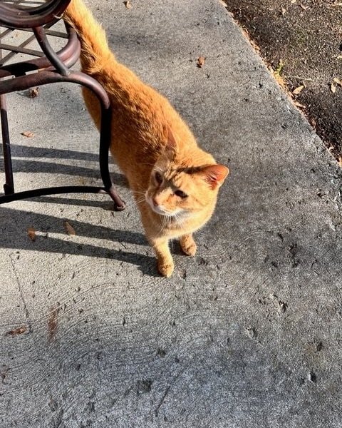 We have a little friend who likes to visit us at the shop! Today he wanted everyone to know that we have fresh bagels and pretzels along with lots of other goodies! 

If our friend happens to be yours we would love to know his name, he's a celebrity 