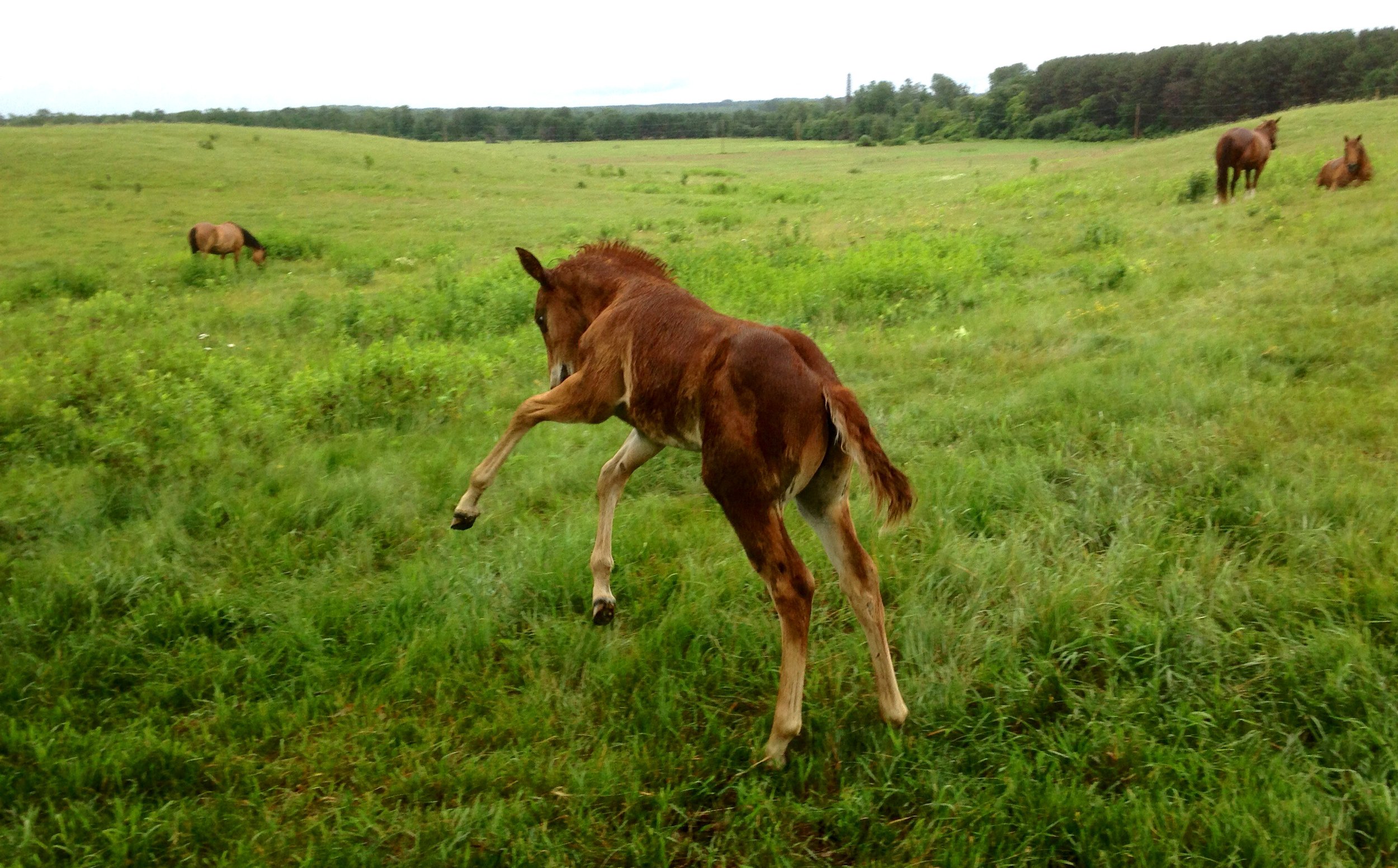 10Rosie 2018 jumping copy 2.jpeg