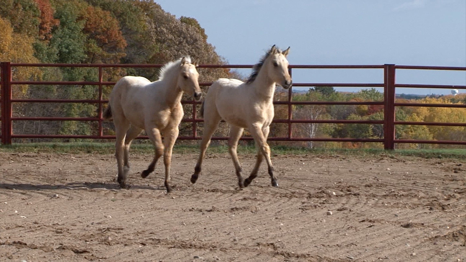 2025 Buckskin Fillies