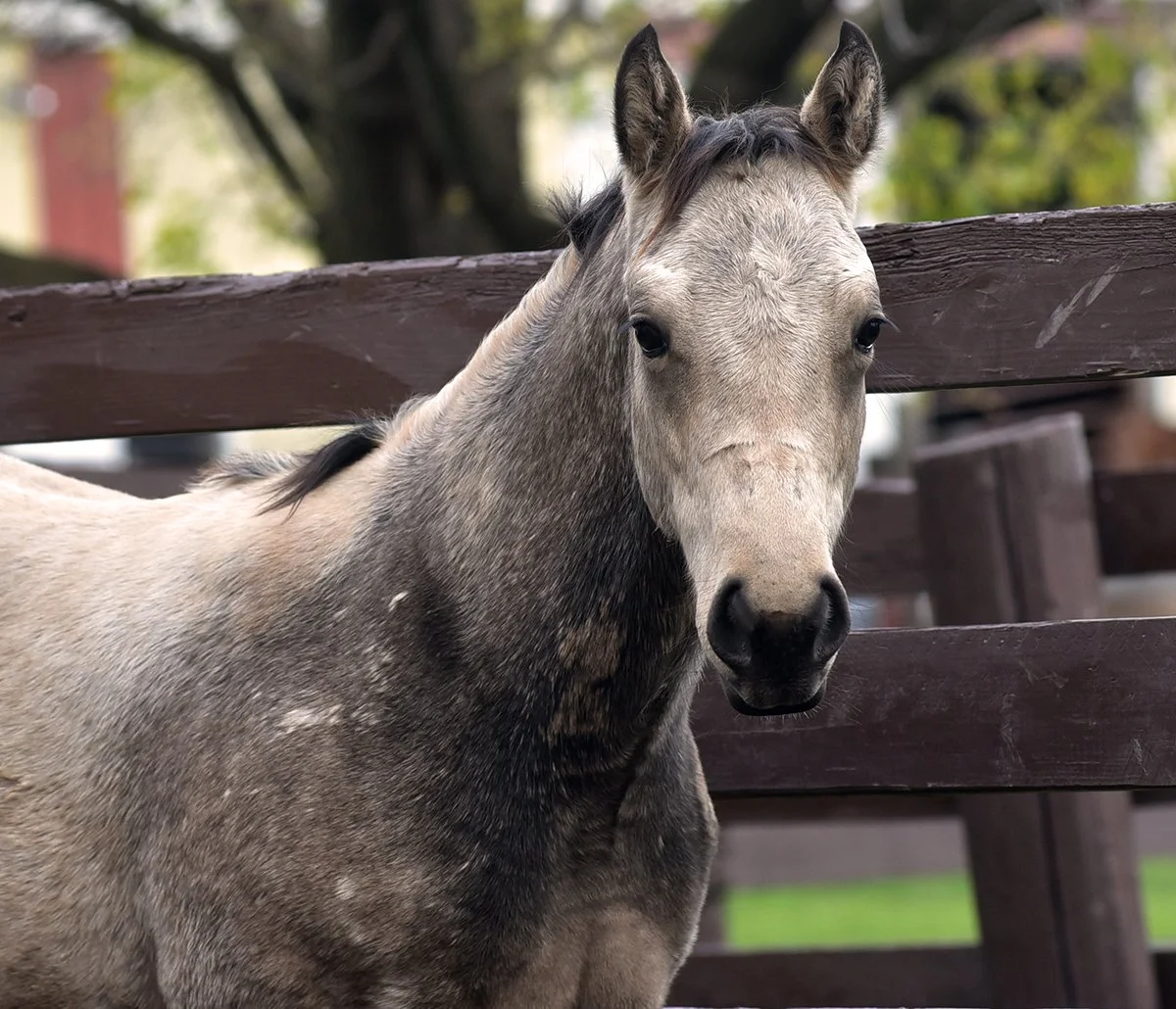 Sunup’s New Stallion