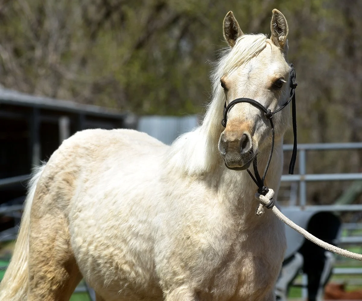2025 Palomino Filly