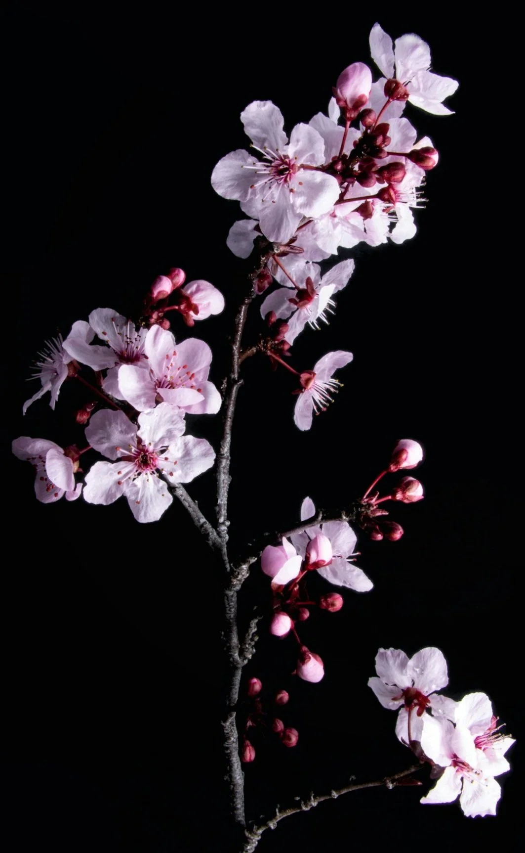 Priestess Natalie Marie