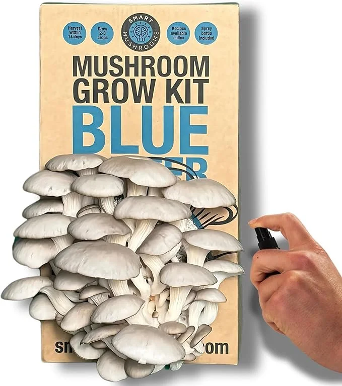 Blue Oyster Mushrooms - meaty, earthy and good for you!
