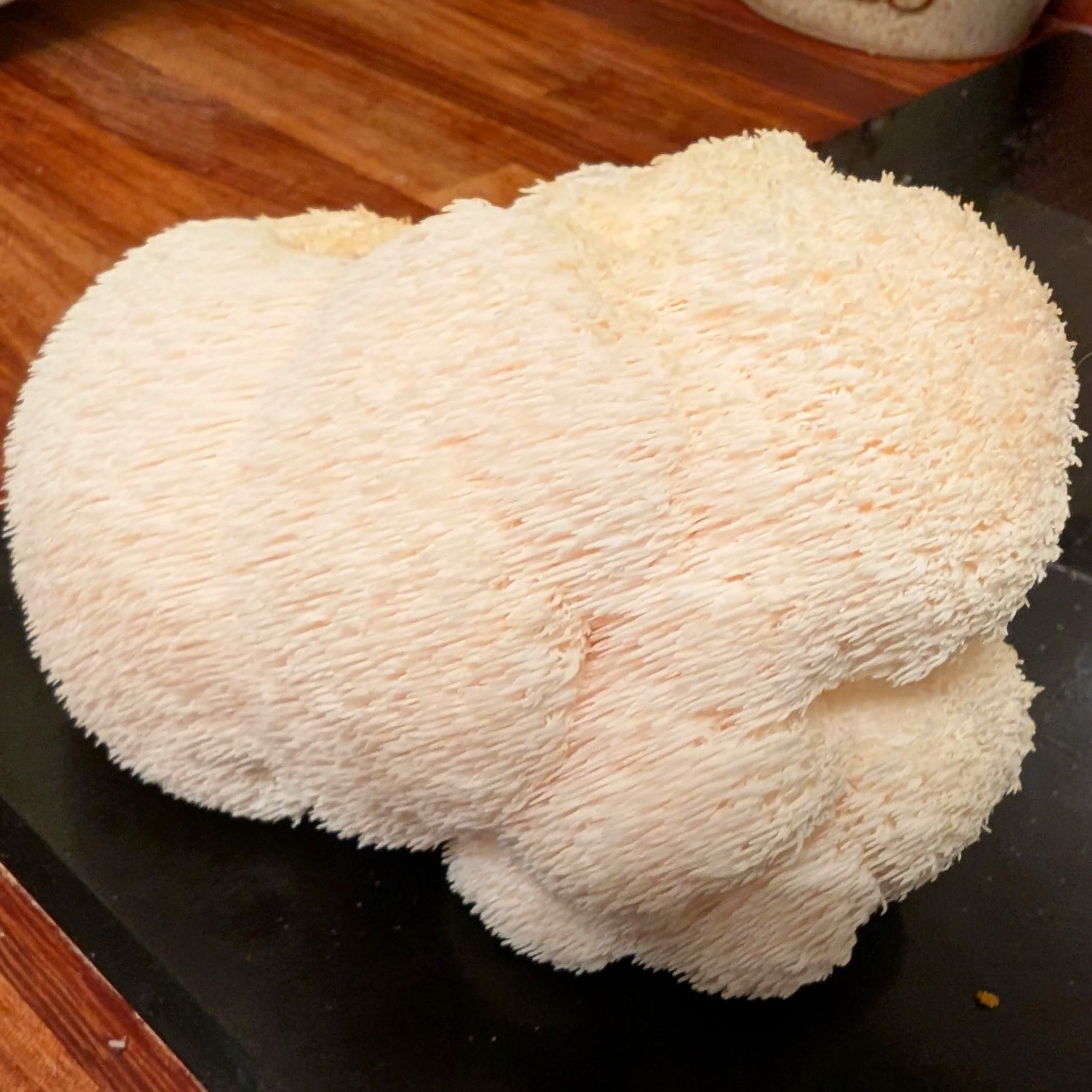 A Review of Growing Lion’s Mane Mushrooms with Kits
