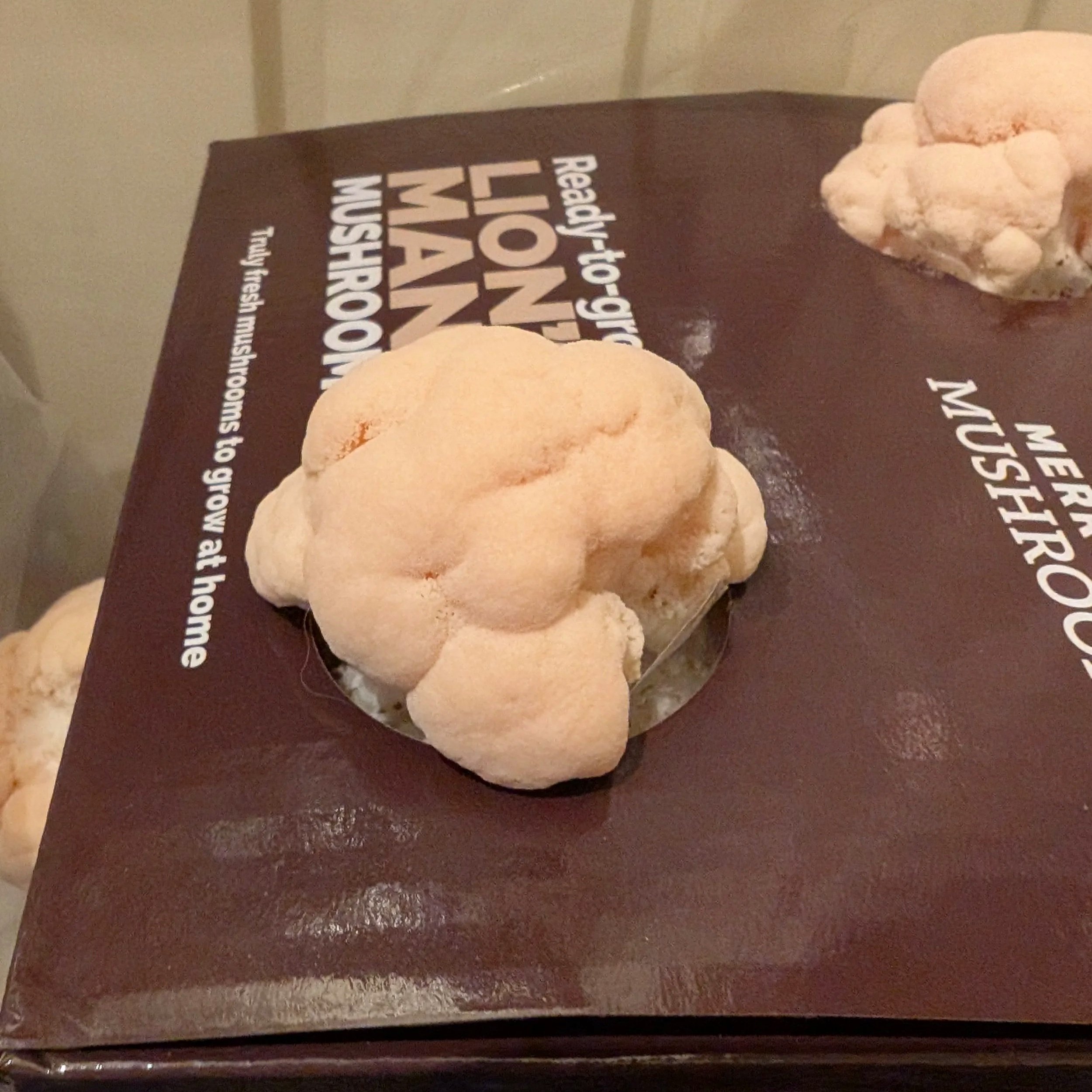 The early stages of the Lion's Mane kit, with the fungi poking through the holes of the box