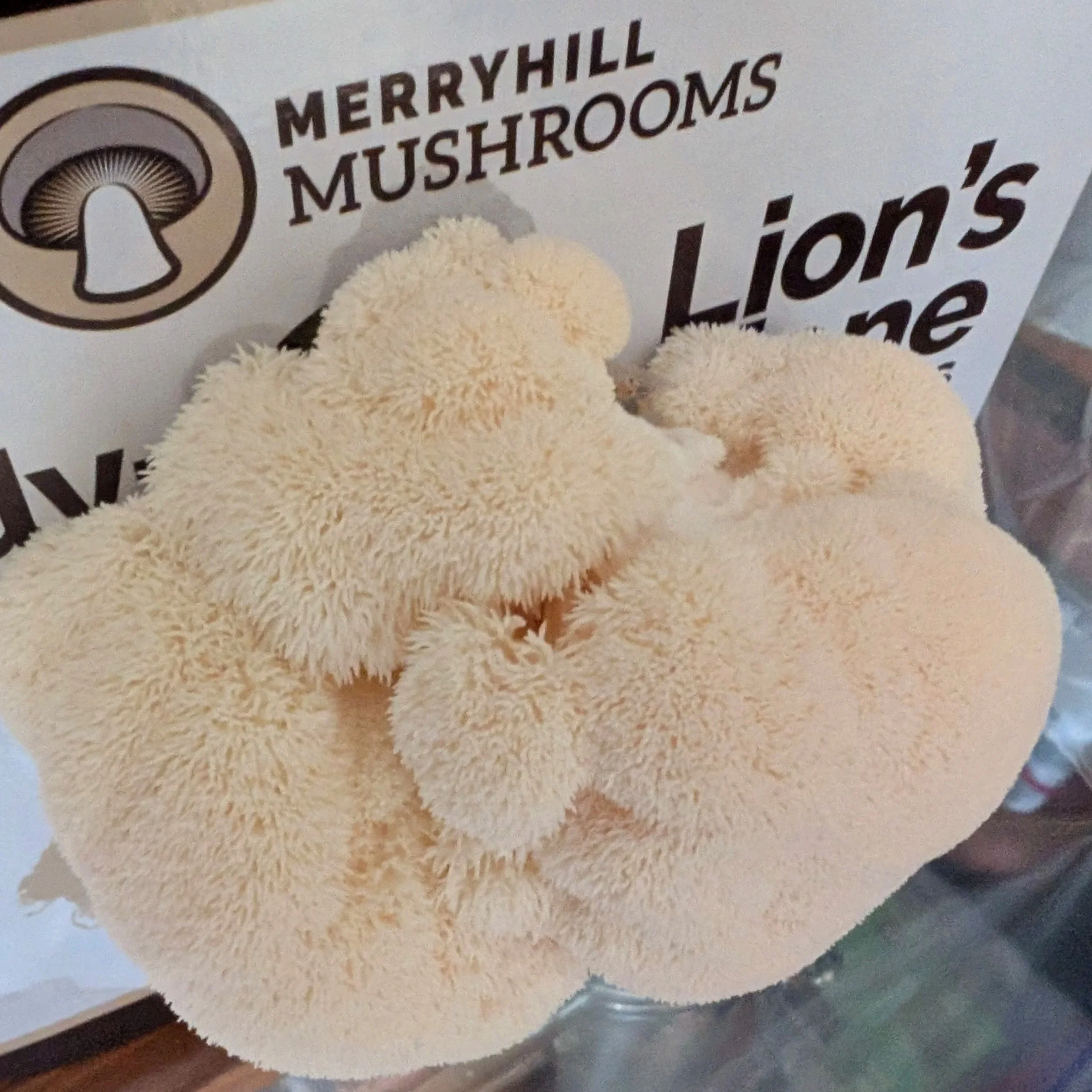 It's easy to grow lions mane mushrooms with a Merry Hill Mushrooms growing kit.