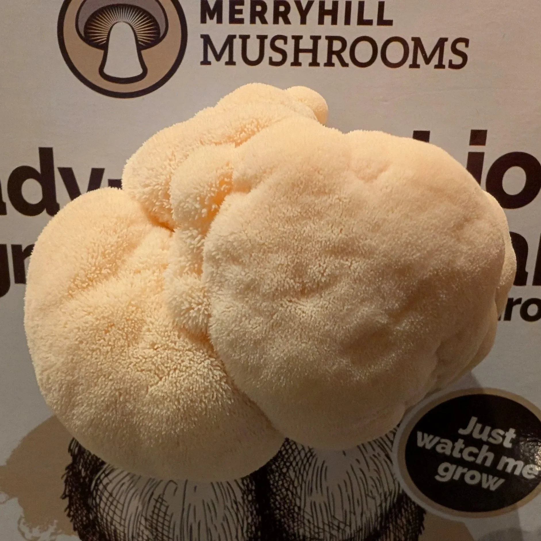 Lions Mane Mushrooms during the growing phase using a kit