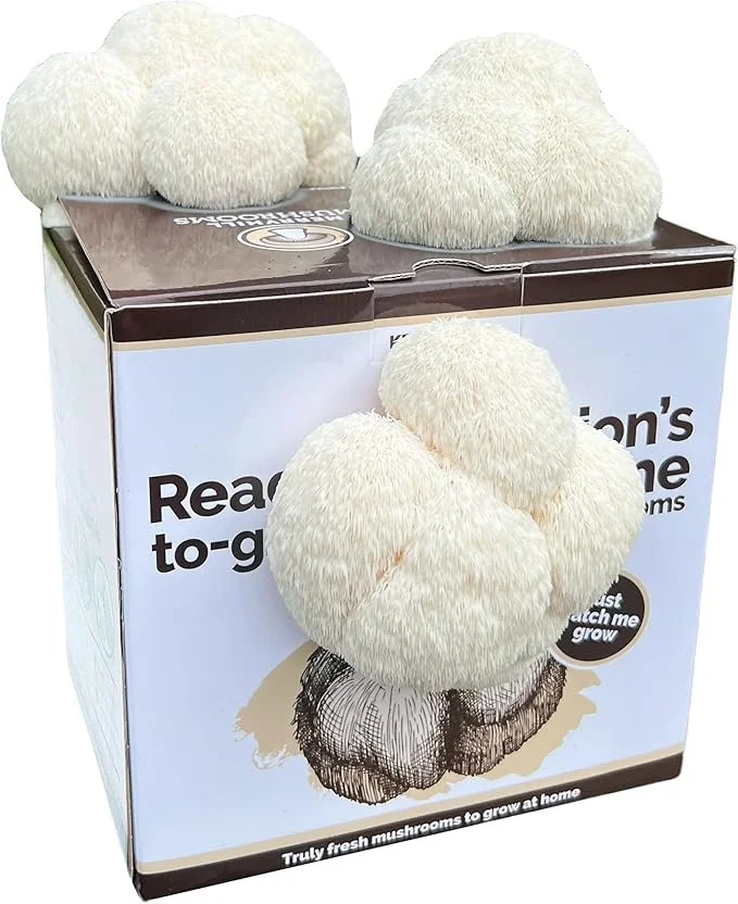 The Lion's Mane Mushroom Kit Box from Merryhill Mushrooms