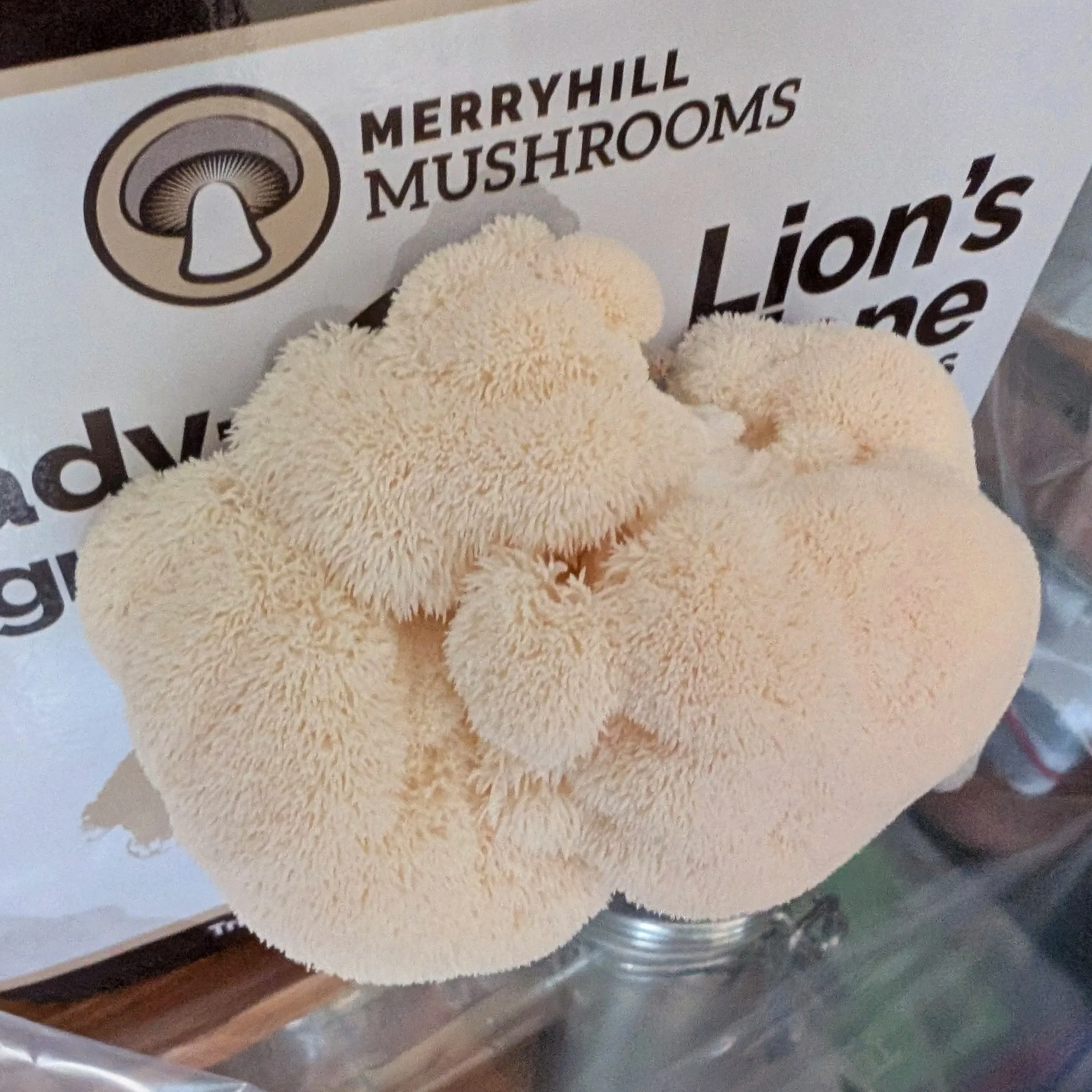 The Lions Mane heads begin to develop a shaggy appearance.  With defined individual combs growing across the fungi.  This means it's nearly ready to harvest
