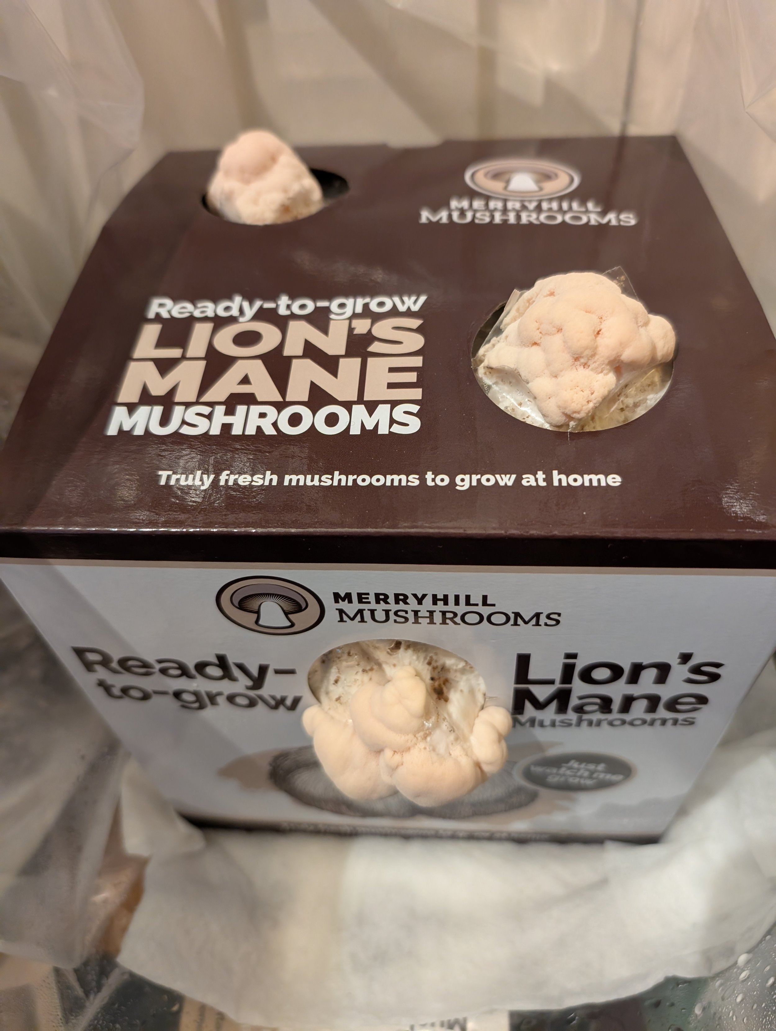 Be careful following the instructions for watering the lions mane kit.  Don't let the paper towel touch the box