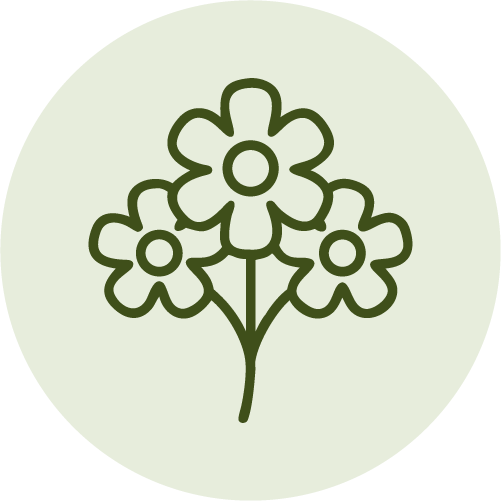 A simple, minimalist drawing of three flowers with five petals each in a line, with a stem and leaves, on a light green circular background.