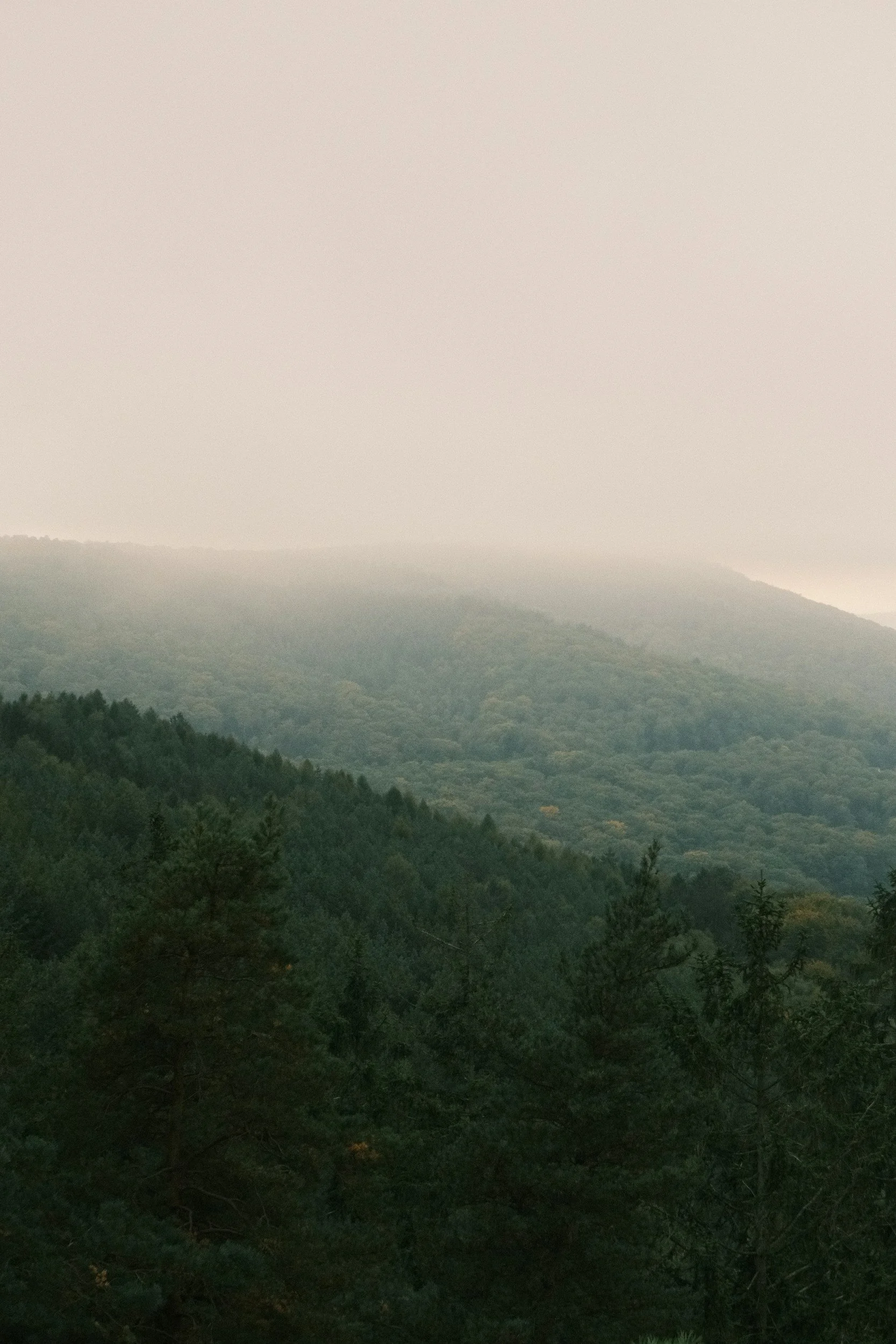 A forested mountain landscape with lush green trees in the foreground and distant mountains shrouded in mist or fog under a hazy sky.