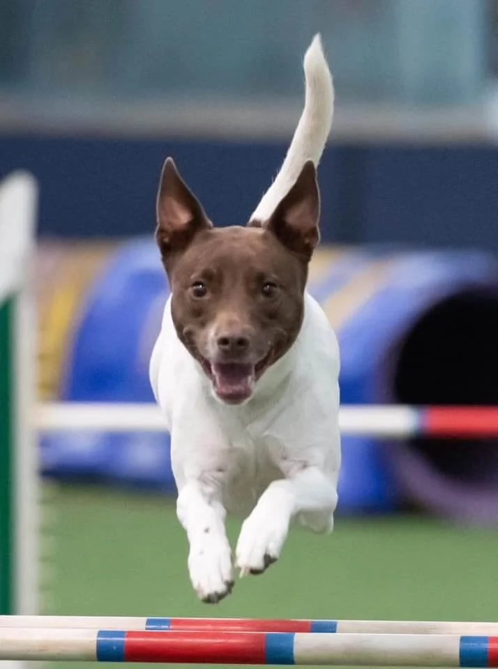 DAWG Dallas Agility Working Group