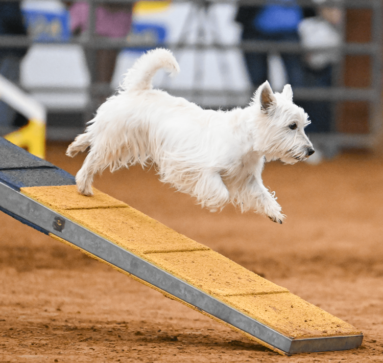 DAWG Dallas Agility Working Group