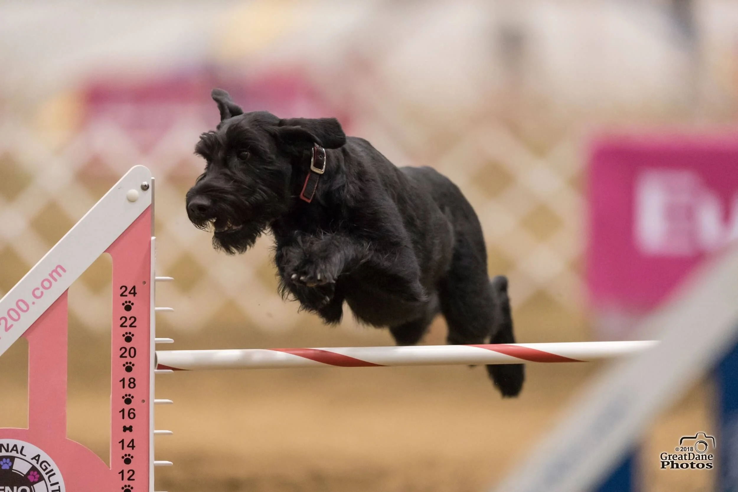 DAWG Training — DAWG Dallas Agility Working Group