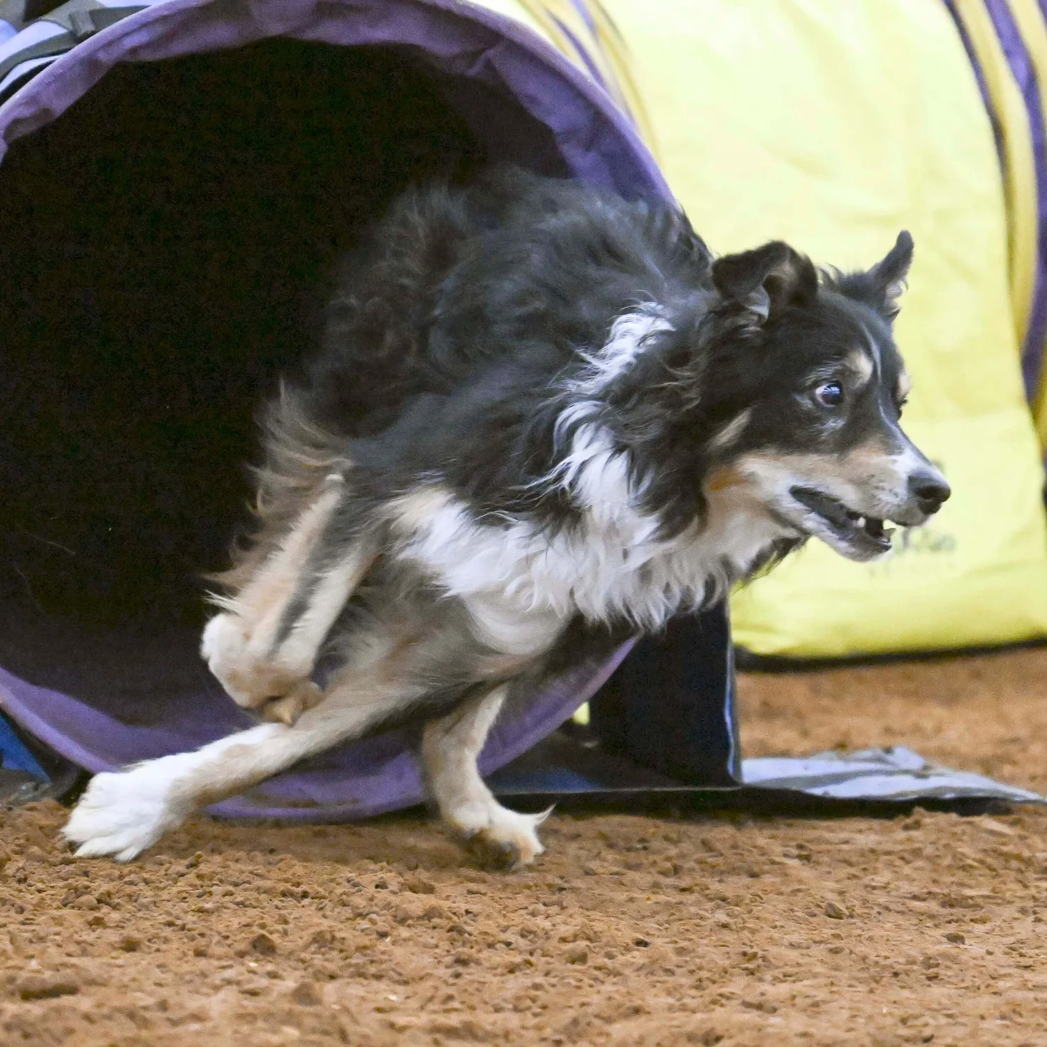 DAWG Training — DAWG Dallas Agility Working Group