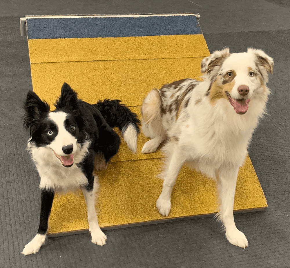 DAWG Training — DAWG Dallas Agility Working Group