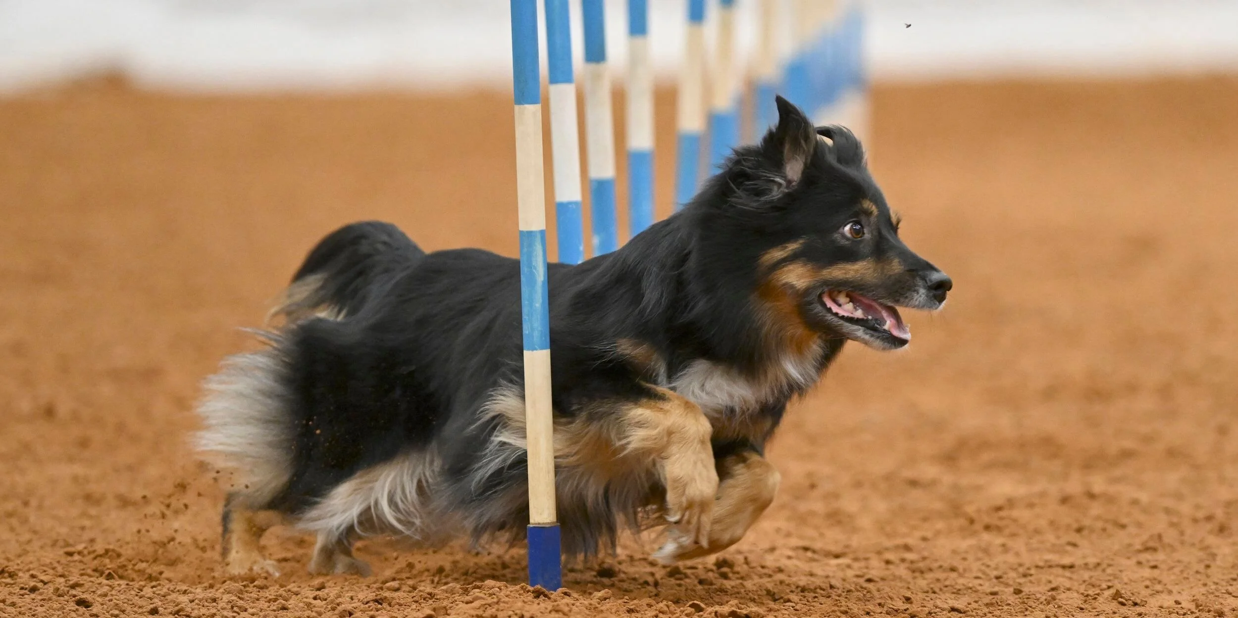 DAWG Dallas Agility Working Group