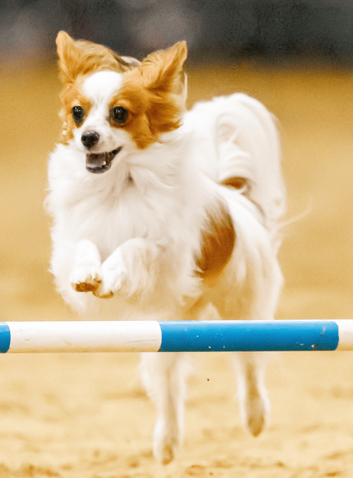 DAWG Dallas Agility Working Group