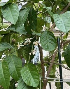 61C1C02D-F51B-40C3-B14C-8266D21D4326-IMG_1229.jpeg