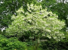 trees15.jpg