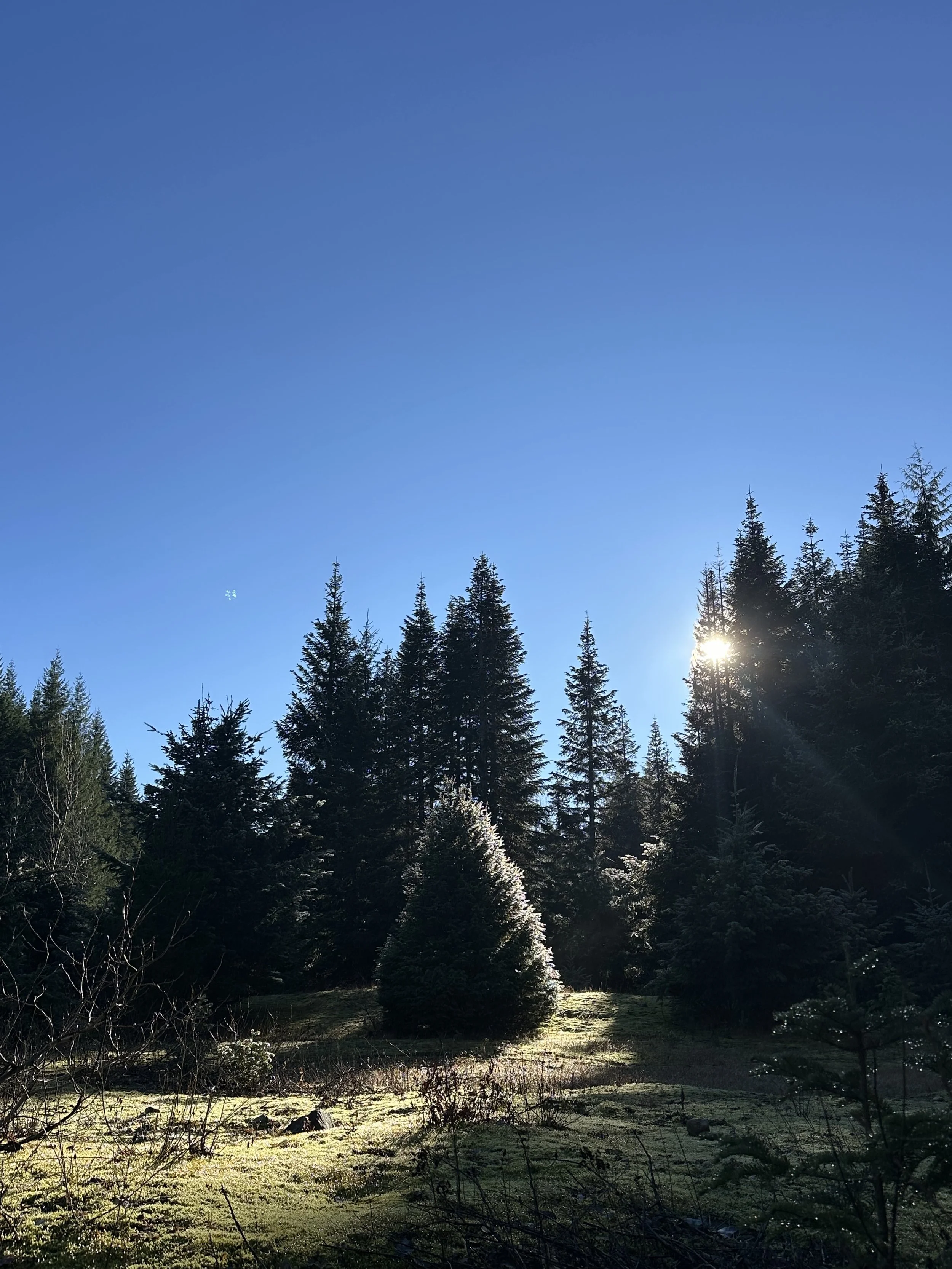 Holiday Reflections: Finding Balance and Hope in Nature