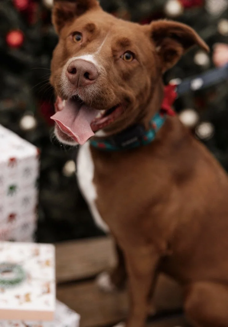 A happy brown dog with pointy ears and a colorful collar, sitting indoors with Christmas presents nearby and a decorated Christmas tree in the background.