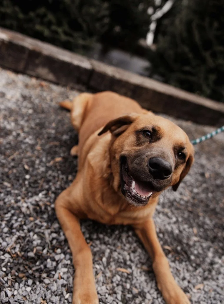 A smiling brown dog lying on gravel ground outdoors, with a wooden barrier and trees in the background.