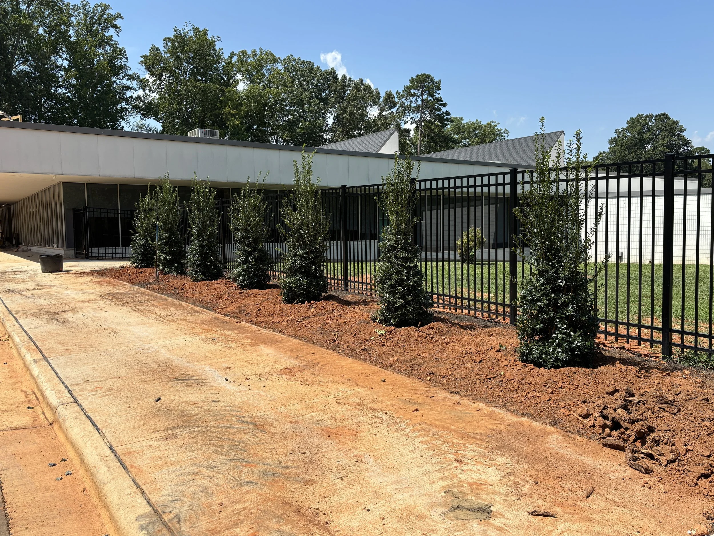 New trees