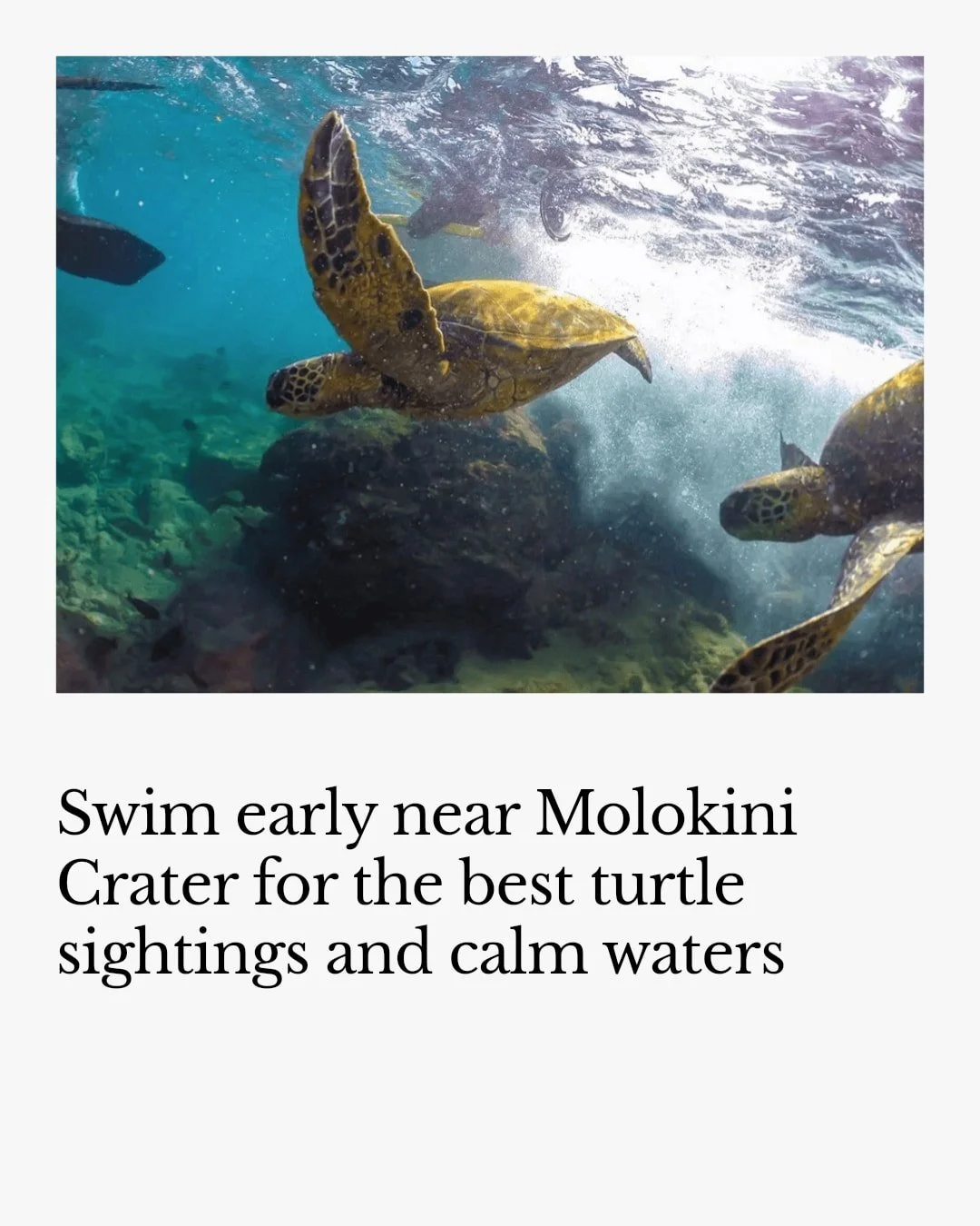 Spotting Hawaiian sea turtles on your snorkel tour isn't just about luck &mdash; it's about timing and location! 

Early mornings bring calm waters and the best chance to see these gentle giants gliding near the reefs. Head to spots like Molokini Cra