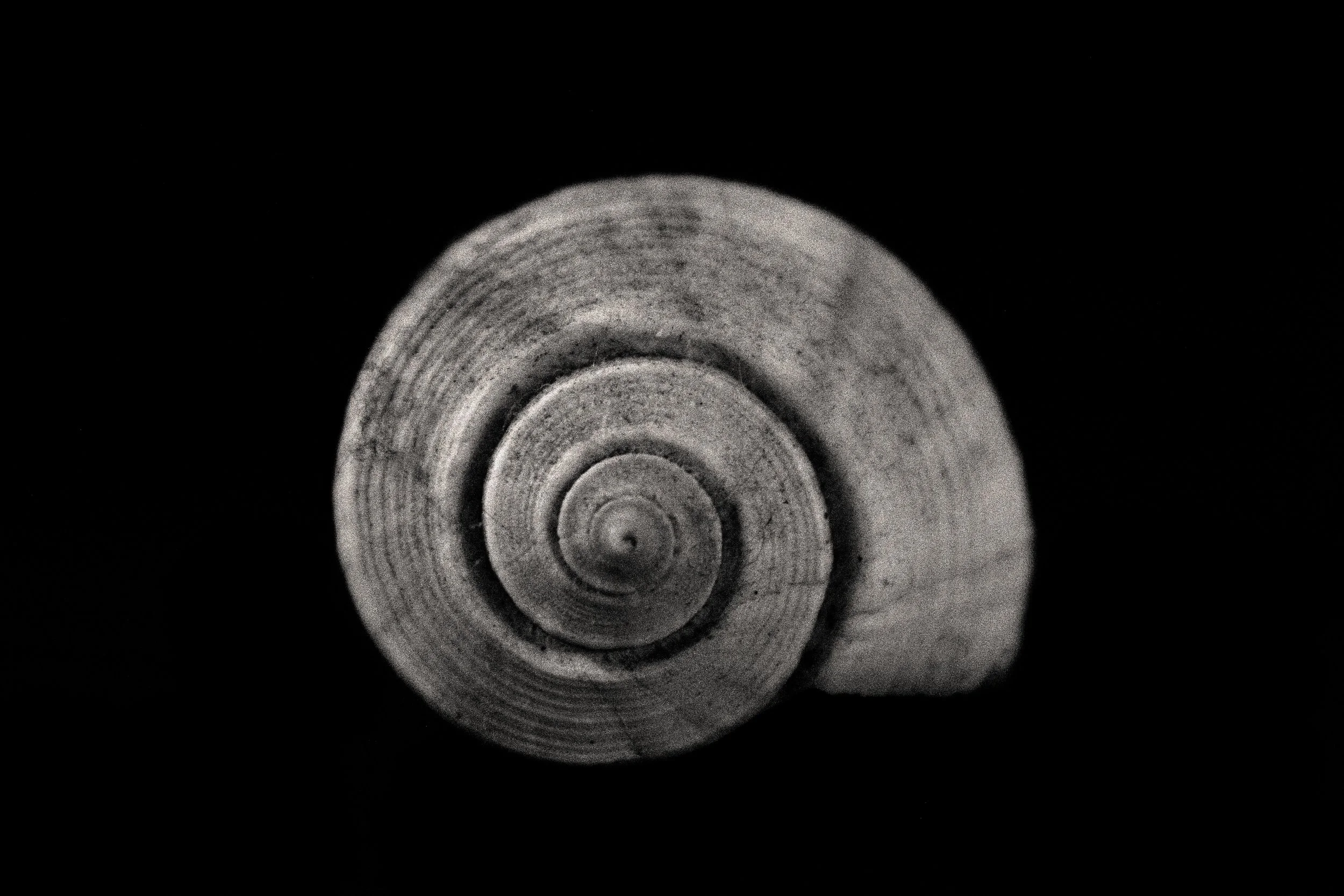Photo of a shell my grandmother collected a long time ago. 