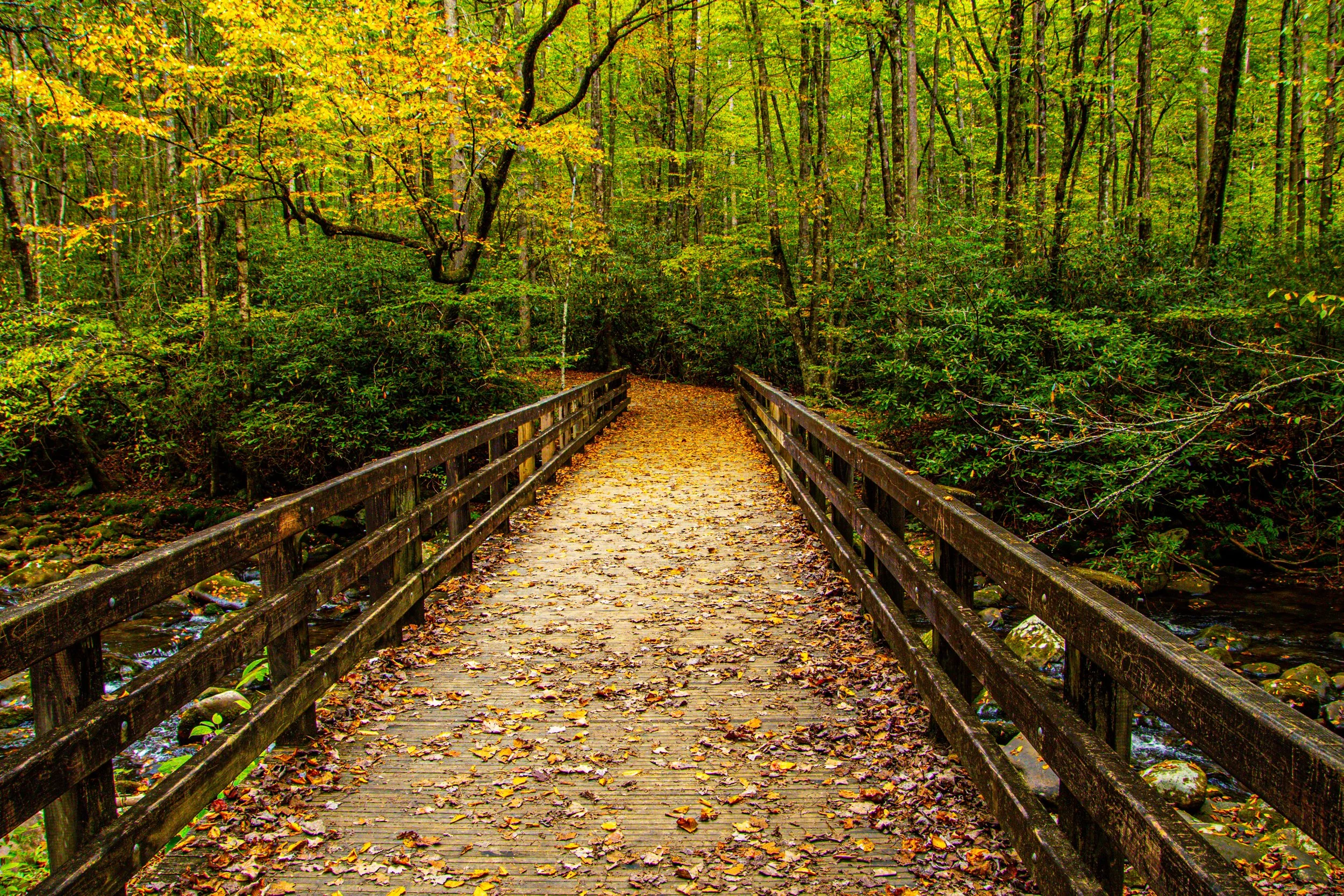 Wooden footbridge covered in autumn leaves crossing a stream through a colorful forest