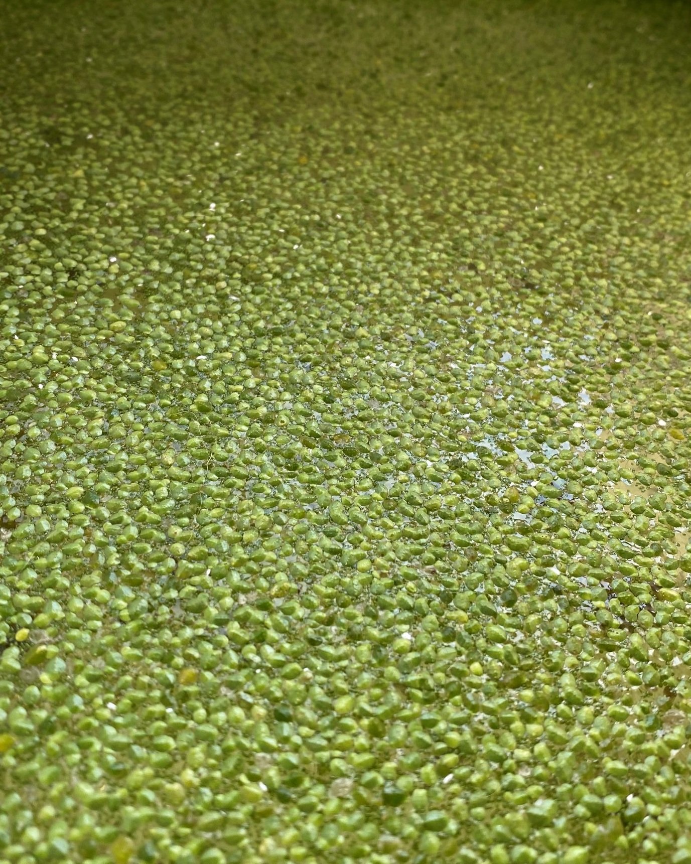 What is Duckweed used for…
