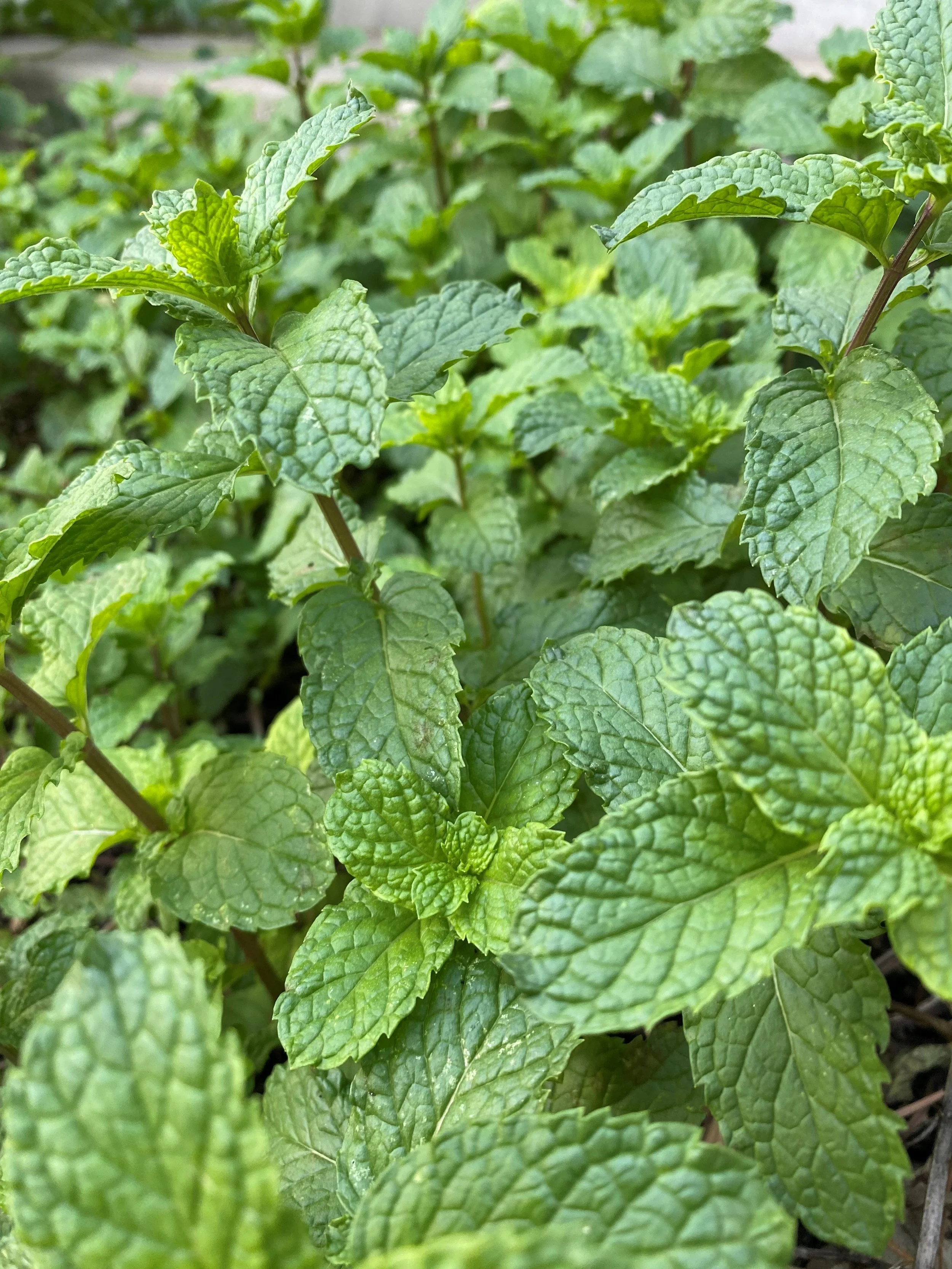 Benefits of Mints — Eco Hub Life