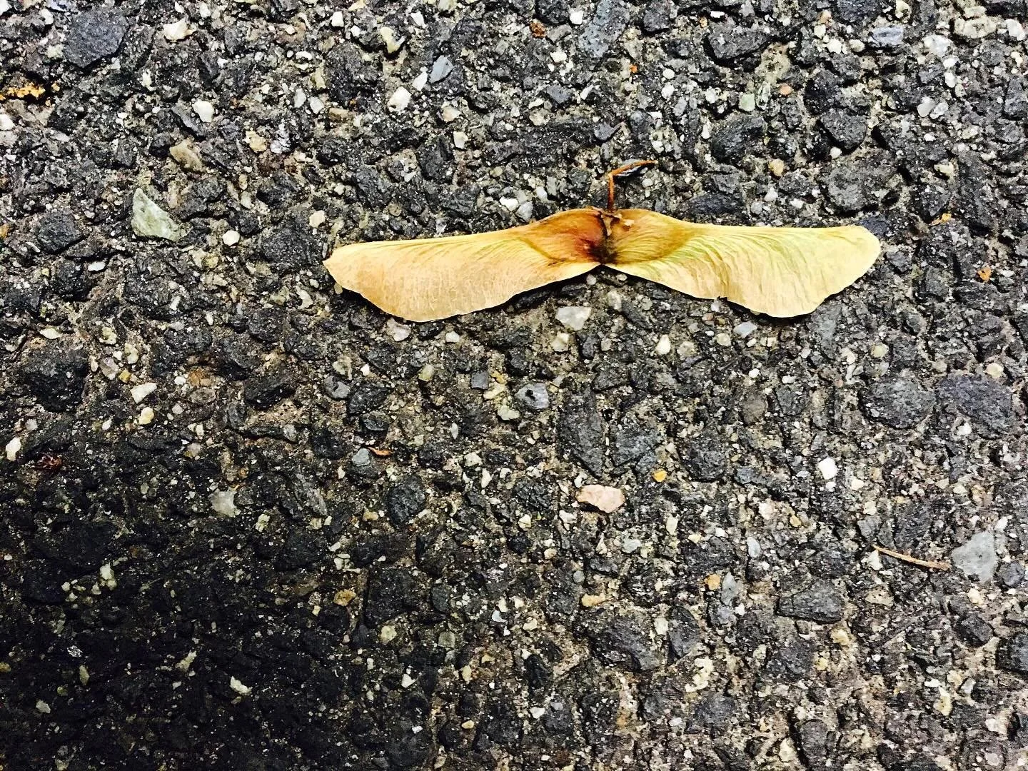 Felt Sense Part Four: Ripples into the World

📝

When we slow down enough to be the experience, to let our body&rsquo;s intelligence move alongside the mind&rsquo;s cleverness, it doesn&rsquo;t stay contained in us. 
It moves outward.

Every interac