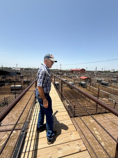 The Veterinarian at the Chute in the Oklahoma City Stockyards