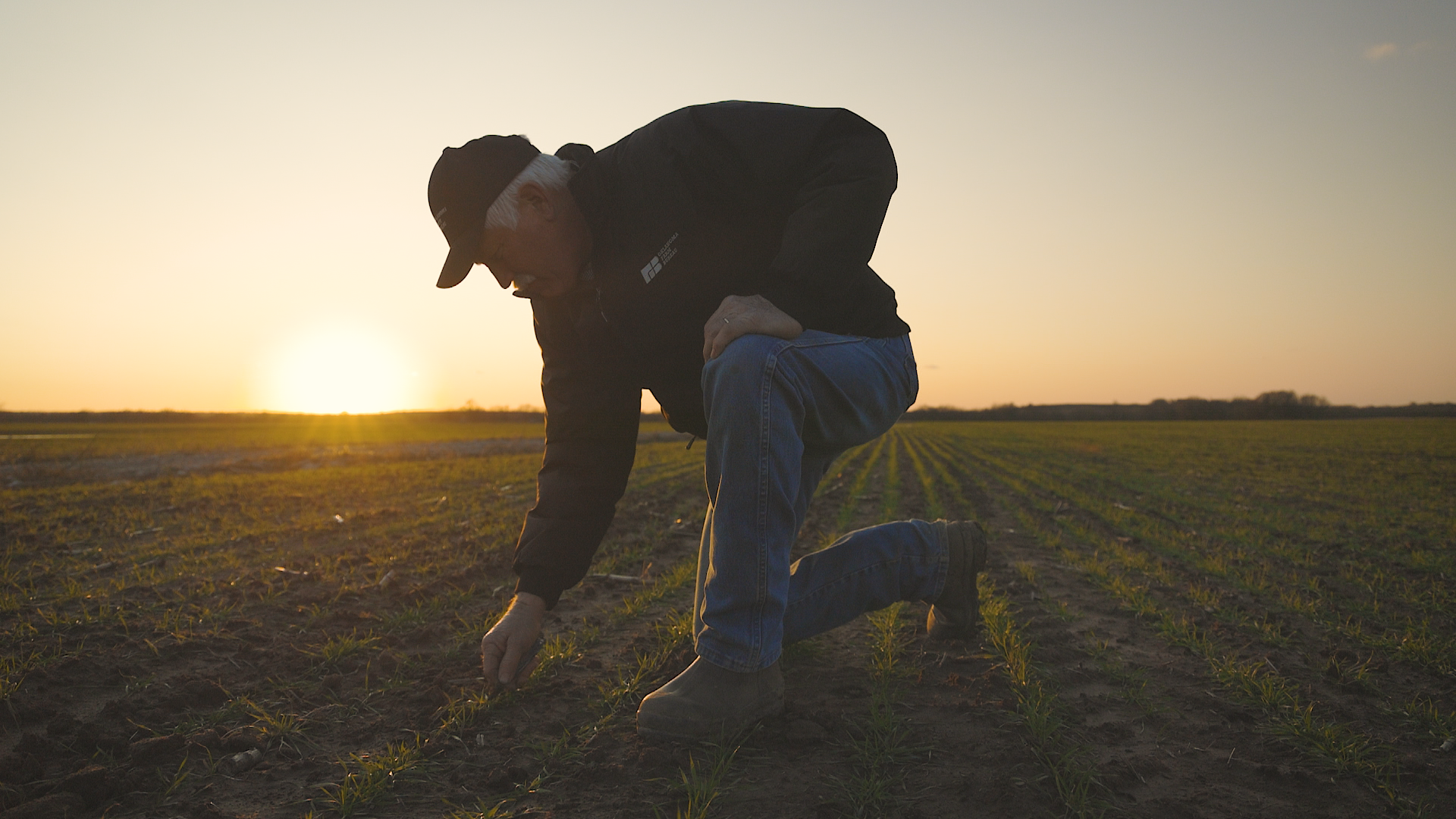 An elderly man kneels in a field during sunset, wearing a black cap, black jacket, and blue jeans, touching the young plants growing in the soil.