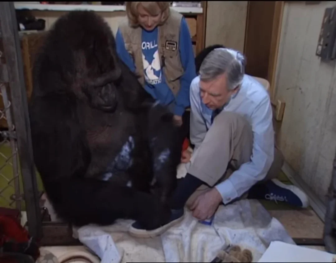 Library Awards and Gorilla Suits